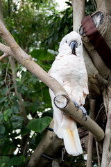 Cacatua alba