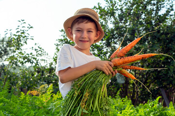 Adorable little child boy in straw hat with carrots in domestic garden. Kid gardening and...