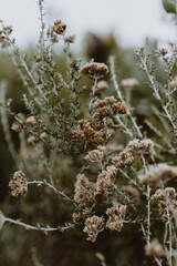 green foliage and plants in nature