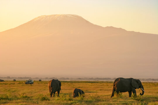 Paysage Famille Eléphants éléphanteaux Loxodonta africana devant le Kilimandjaro au Kenya