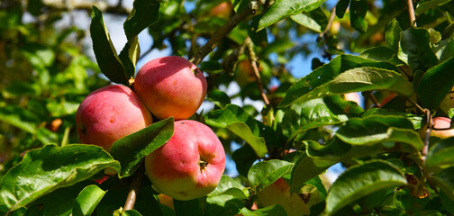 ripe red apples on the branches of trees in green foliage