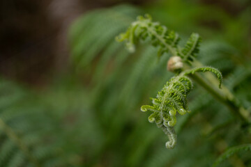 close up of fern leaf