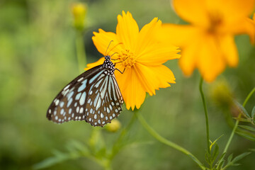 A blue-striped butterfly on a yellow flower eats pollen. Scientific name: Ideopsis vulgaris macrina (Fruhstorfer).