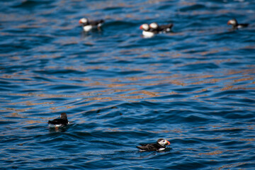 Puffins in the Wild