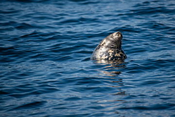 Fototapeta premium Grey seal in the water