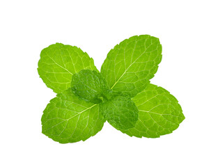 water wet mint leaves isolated on white background.