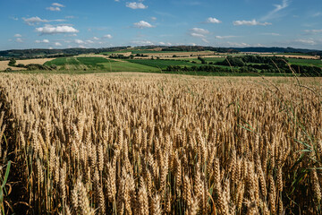 Idyllic summer landscape with grain field,meadows and typical Czech countryside.Gold wheat field panorama,agricultural grain crops in harvest season,agronomy and farming rural scenery