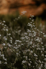 little white flowers in nature