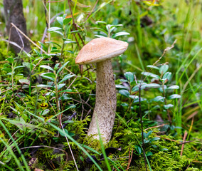 A magnificent mushroom podberezovik on a long leg grows in the forest.