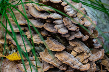 Many tinder mushrooms have grown to a tree in the forest.