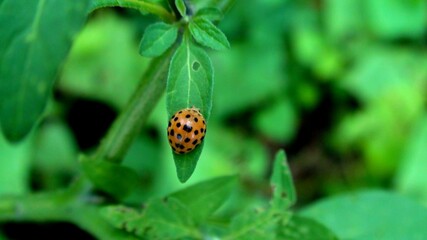 inseto besouro joaninha