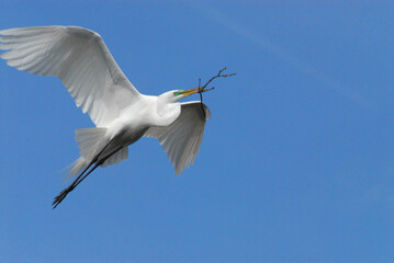 BIRDS- Florida- Close Up of a Great White Egret Flying With Nesting Material