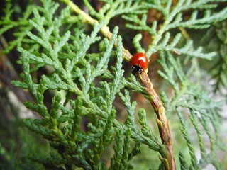 inseto besouro joaninha