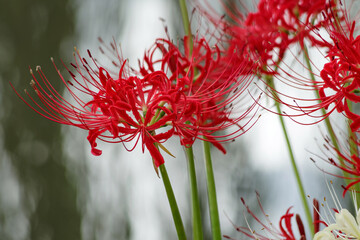 彼岸花　lycoris radiata