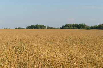 Wheat field in summer at sunset. Ripe ears of wheat on the farm during the summer harvest. Agriculture, cereals and eco nature concept.