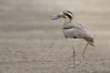 lovely brown bird on single feet standing over clean open land, great thick-knee