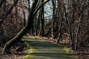 Fototapeta premium Path on a wooded park