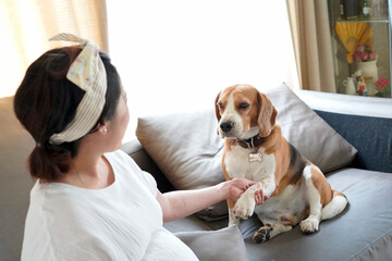 Asian pregnant women hold beagle dog hand at her home.