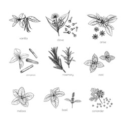 Vintage hand drawn black spices set on white backdrop. Isolated sketch set background drawing vector set.