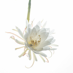 Epiphyllum 