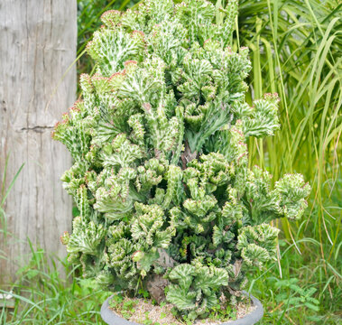 Euphorbia neriifolia. Euphobia lactea cristata