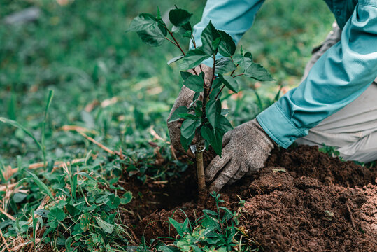 manos de una persona sembrando plantas para reforestar 