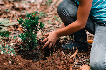 manos de una persona sembrando plantas para reforestar 