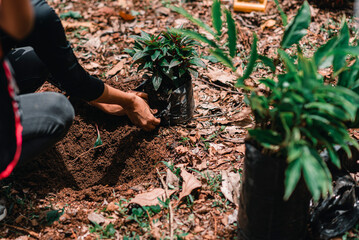 manos de una persona sembrando plantas para reforestar  - obrazy, fototapety, plakaty