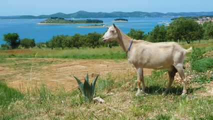 View on one goat grazing on meadow against blue summer sky, olive grove and islands in adriatic sea...