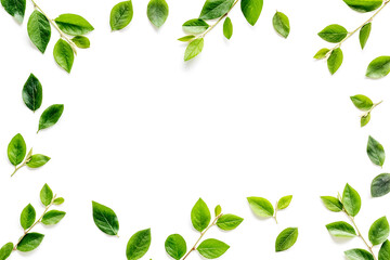 Layout of green leaf and branches isolated on white. Overhead view