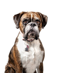 Boxer dog sitting with serious or bored expression, while looking at camera. Front view of adult...