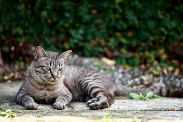 Lovely gray cat sitting at outdoor