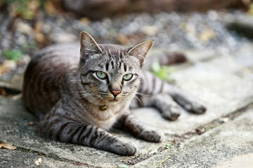 Lovely gray cat sitting at outdoor