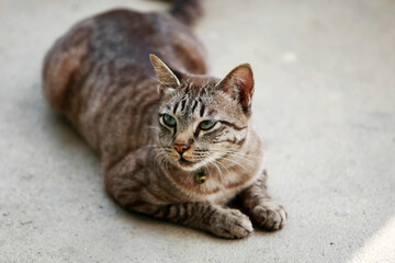 Lovely gray cat sitting at outdoor