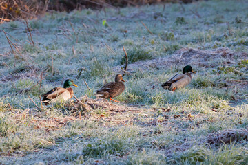 Mallards walking through frosty grass