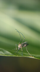 Mosquito​ on a leaf