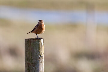 Common Stonechat (Saxicola rubicola) resting on a wooden post