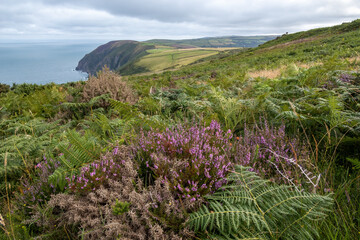 View of the Devon coastline near Combe Martin - Powered by Adobe