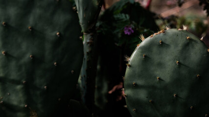 moody cactus