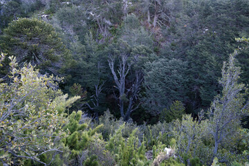 Forest background. View of magical woods in Patagonia in early morning. Beautiful trees and plants texture, colors and pattern. 