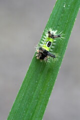 Saddleback caterpillar on a blade of grass in the Intag Valley outside of Apuela, Ecuador