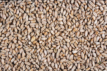 Wheat grains as background texture.