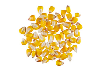 Handful of corn grain isolated on white background.