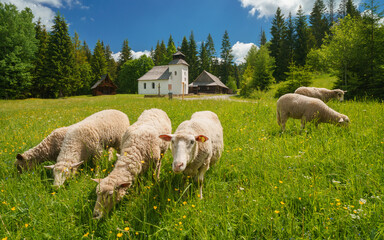 The traditional settlement of Slovakia preserved in the museum of the Kysucká village during the summer with sheep in the foreground © losonsky
