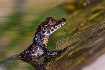 African dwarf crocodile baby at a pool