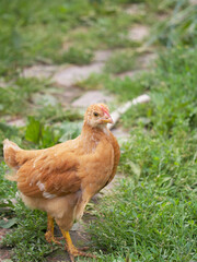 Single free brown hen grasing on green grass in summer sunny day. A small fledgling chicken walks freely among the grasses.
