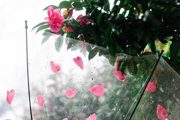 雨と傘と花弁