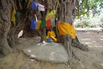 仏教八大聖地　ブッダガヤにあるトトロの木