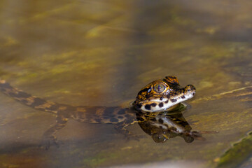 African dwarf crocodile baby at a pool