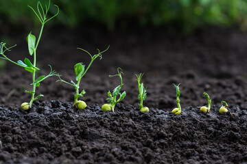 Green peas sprouts growing in the soil,  germinating  plant  seedlings in the farmer's garden , agriculture, plant growth and life  concept, close-up view 